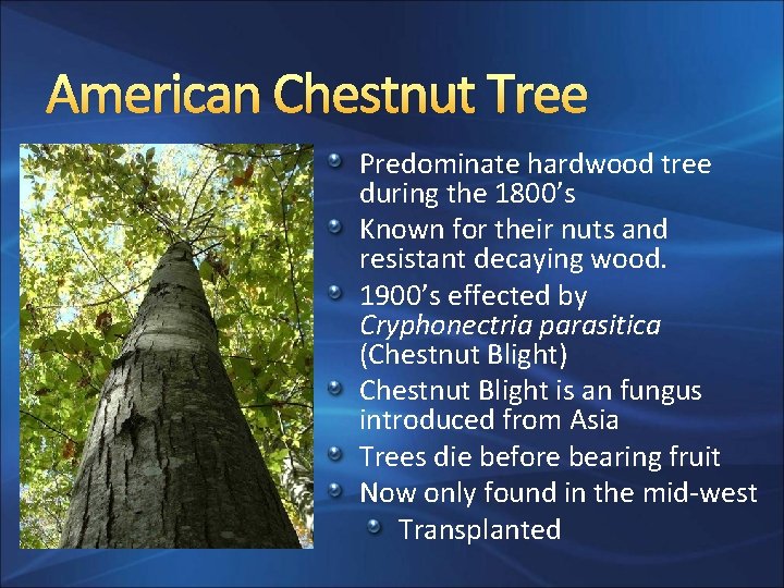 American Chestnut Tree Predominate hardwood tree during the 1800’s Known for their nuts and