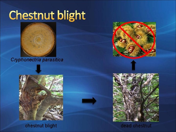 Chestnut blight Cryphonectria parasitica chestnut blight dead chestnut 