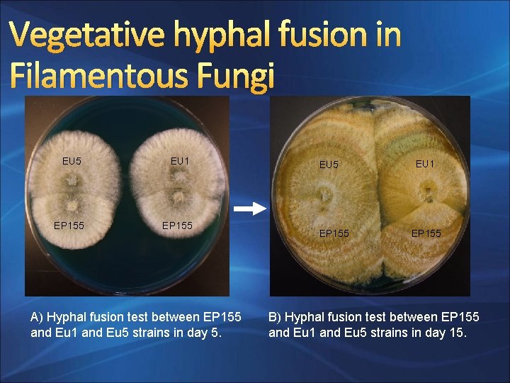 Vegetative hyphal fusion in Filamentous Fungi EU 5 EU 1 EP 155 A) Hyphal