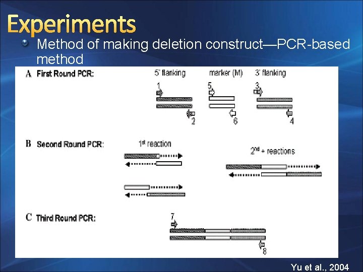 Experiments Method of making deletion construct—PCR-based method Yu et al. , 2004 