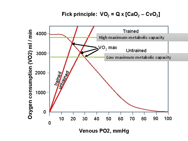Trained High maximum metabolic capacity 4000 VO 2 max Untrained Low maximum metabolic capacity Trained High maximum metabolic capacity 4000 VO 2 max Untrained Low maximum metabolic capacity