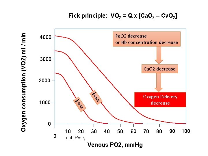 Pa. O 2 decrease or Hb concentration decrease 4000 3000 Ca. O 2 decrease Pa. O 2 decrease or Hb concentration decrease 4000 3000 Ca. O 2 decrease