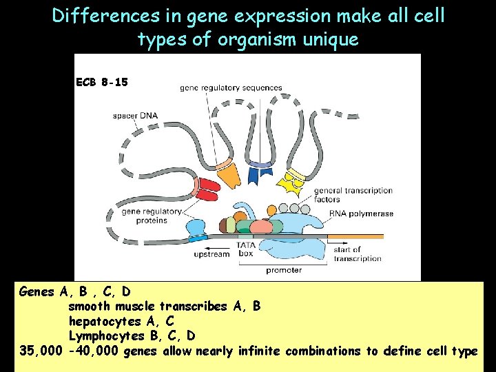 Differences in gene expression make all cell types of organism unique ECB 8 -15