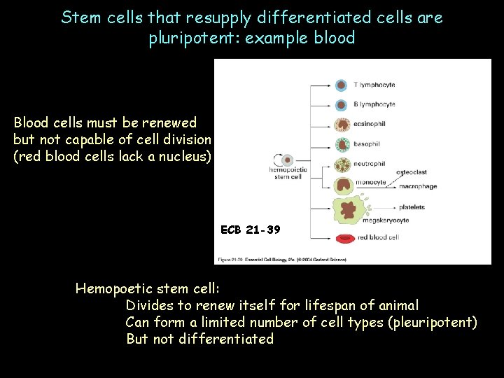 Stem cells that resupply differentiated cells are pluripotent: example blood Blood cells must be
