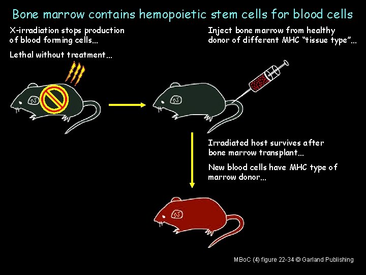 Bone marrow contains hemopoietic stem cells for blood cells X-irradiation stops production of blood