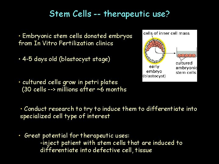Stem Cells -- therapeutic use? • Embryonic stem cells donated embryos from In Vitro