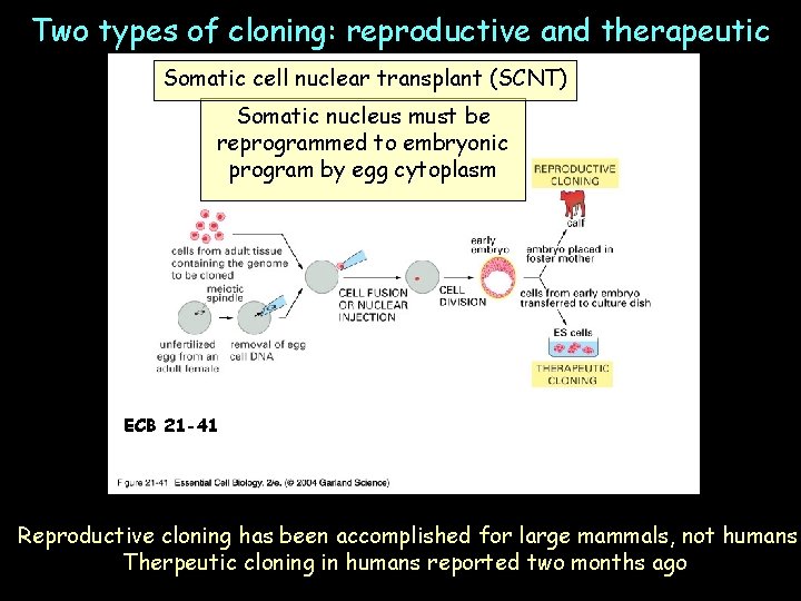 Two types of cloning: reproductive and therapeutic Somatic cell nuclear transplant (SCNT) Somatic nucleus