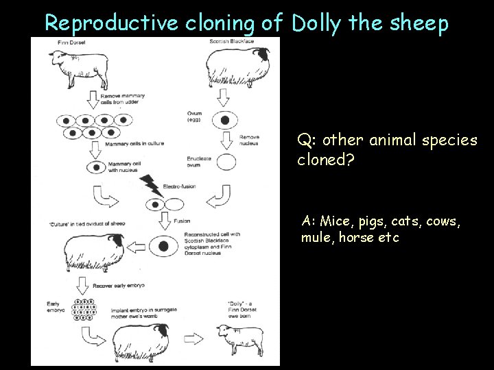 Reproductive cloning of Dolly the sheep Q: other animal species cloned? A: Mice, pigs,