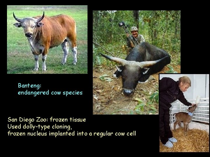 Banteng: endangered cow species San Diego Zoo: frozen tissue Used dolly-type cloning, frozen nucleus
