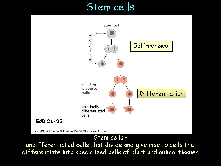 Stem cells Self-renewal Differentiation ECB 21 -35 Stem cells undifferentiated cells that divide and