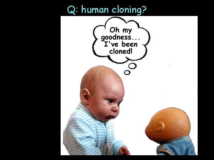 Q: human cloning? 