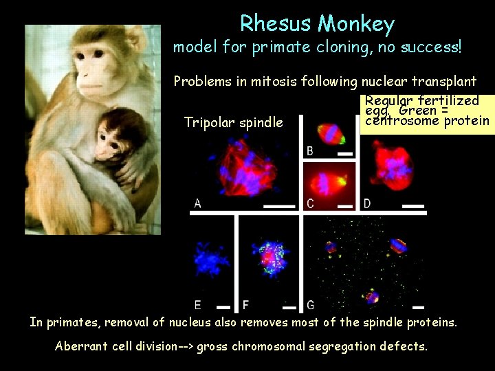 Rhesus Monkey model for primate cloning, no success! Problems in mitosis following nuclear transplant