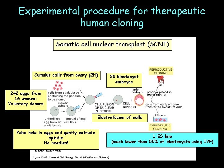 Experimental procedure for therapeutic human cloning Somatic cell nuclear transplant (SCNT) Cumulus cells from