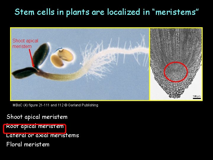 Stem cells in plants are localized in “meristems” Shoot apical meristem MBo. C (4)