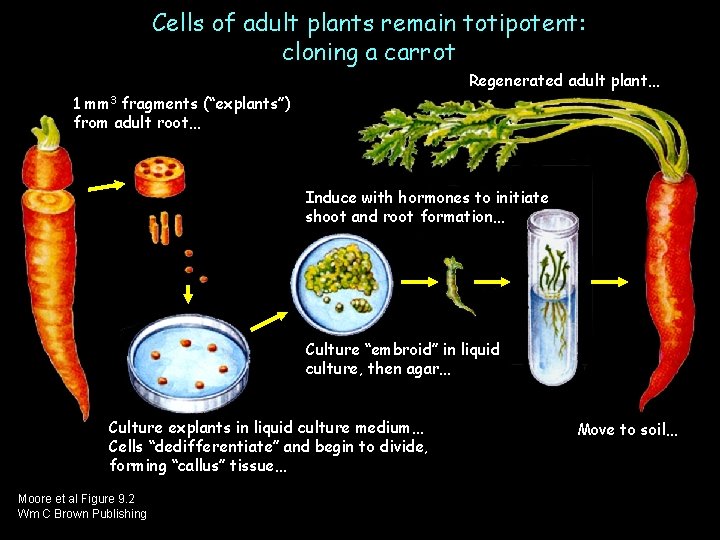 Cells of adult plants remain totipotent: cloning a carrot Regenerated adult plant… 1 mm
