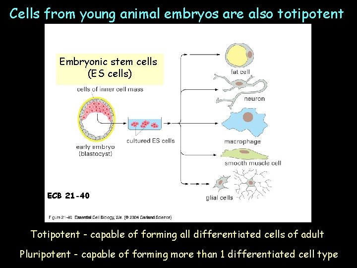 Cells from young animal embryos are also totipotent Embryonic stem cells (ES cells) ECB