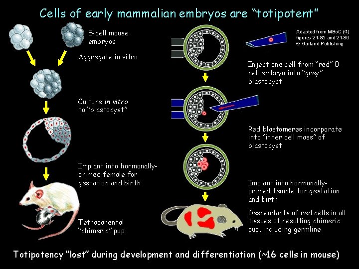 Cells of early mammalian embryos are “totipotent” 8 -cell mouse embryos Aggregate in vitro