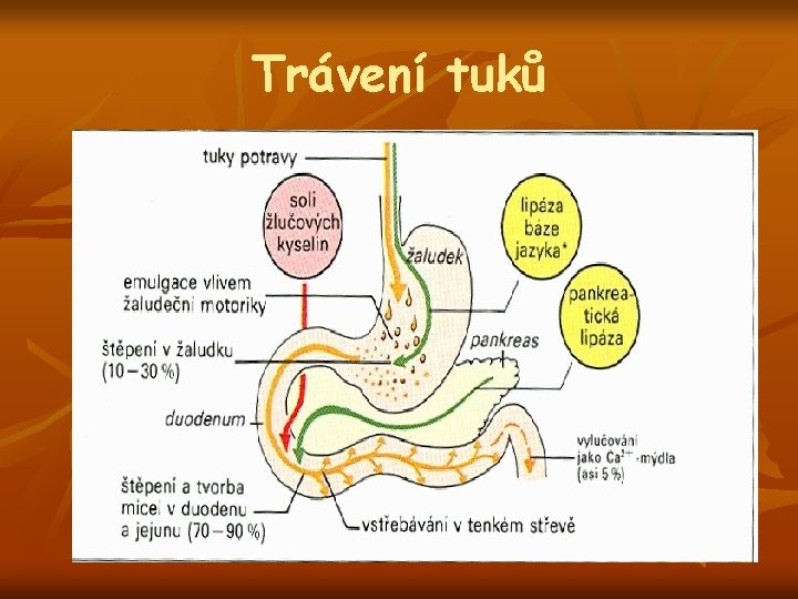 Trávení tuků 