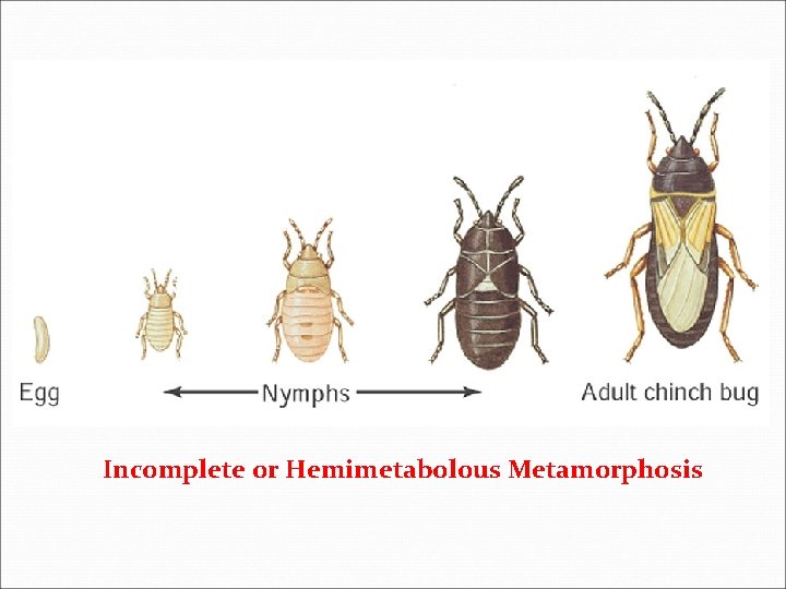 Incomplete or Hemimetabolous Metamorphosis 