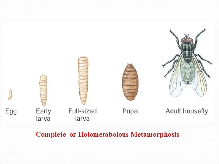 Complete or Holometabolous Metamorphosis 