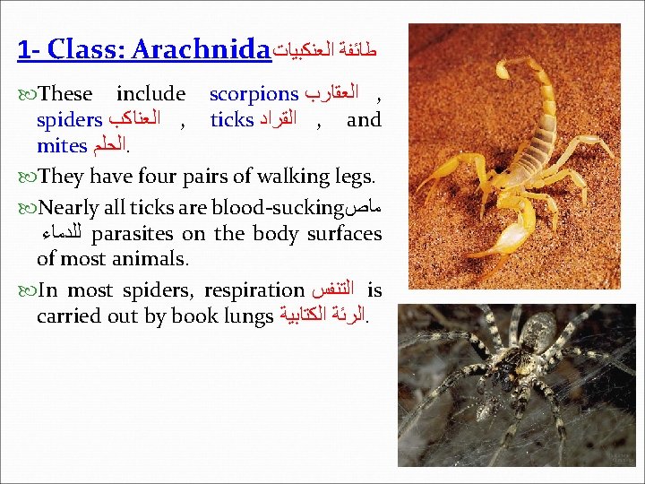 1 - Class: Arachnida ﻃﺎﺋﻔﺔ ﺍﻟﻌﻨﻜﺒﻴﺎﺕ These include scorpions ﺍﻟﻌﻘﺎﺭﺏ , spiders ﺍﻟﻌﻨﺎﻛﺐ ,