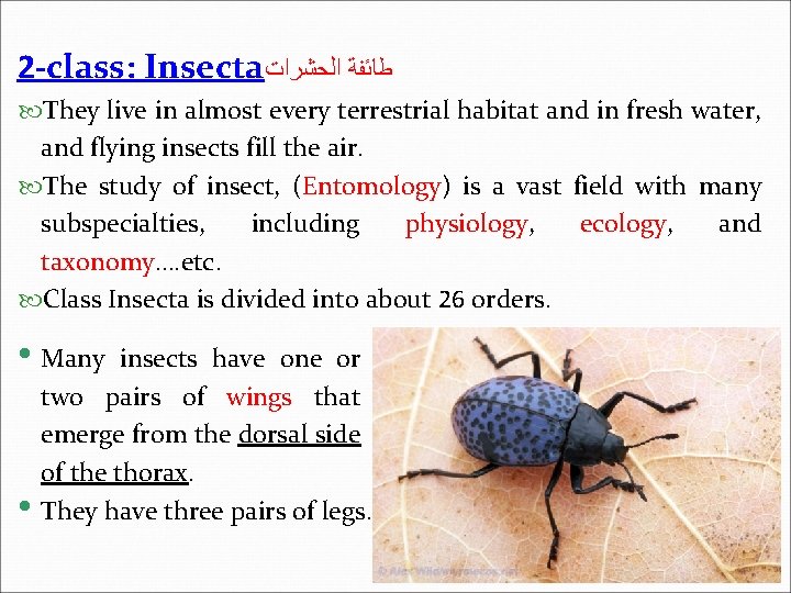 2 -class: Insecta ﻃﺎﺋﻔﺔ ﺍﻟﺤﺸﺮﺍﺕ They live in almost every terrestrial habitat and in