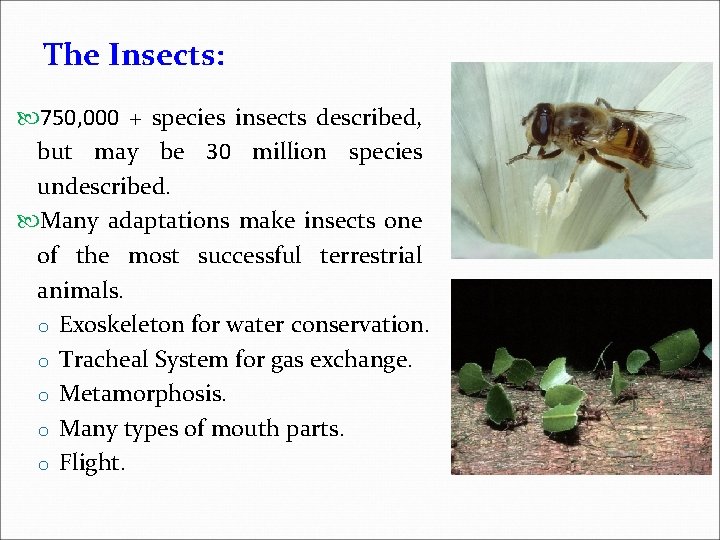 The Insects: 750, 000 + species insects described, but may be 30 million species