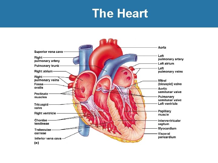The Heart 
