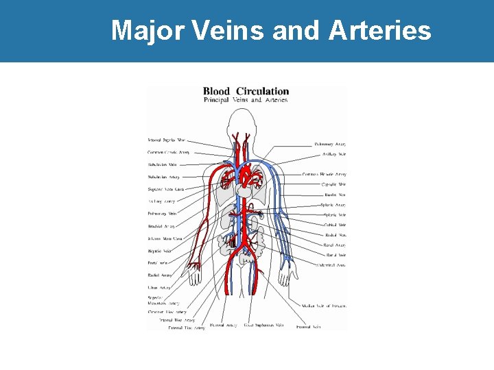 Major Veins and Arteries 