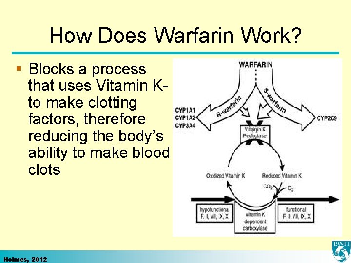 How Does Warfarin Work? § Blocks a process that uses Vitamin Kto make clotting