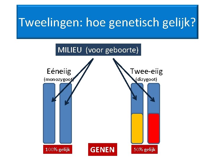 Tweelingen: hoe genetisch gelijk? MILIEU (voor geboorte) Eéneiig Twee-eiig (monozygoot) 100% gelijk (dizygoot) GENEN