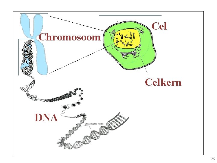 Chromosoom Celkern DNA 26 