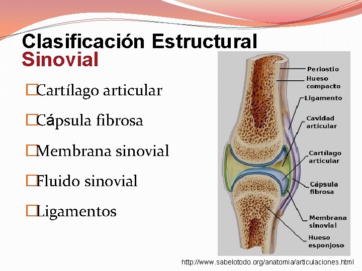 Articulaciones Donde los huesos se juntan Tambin llamadas