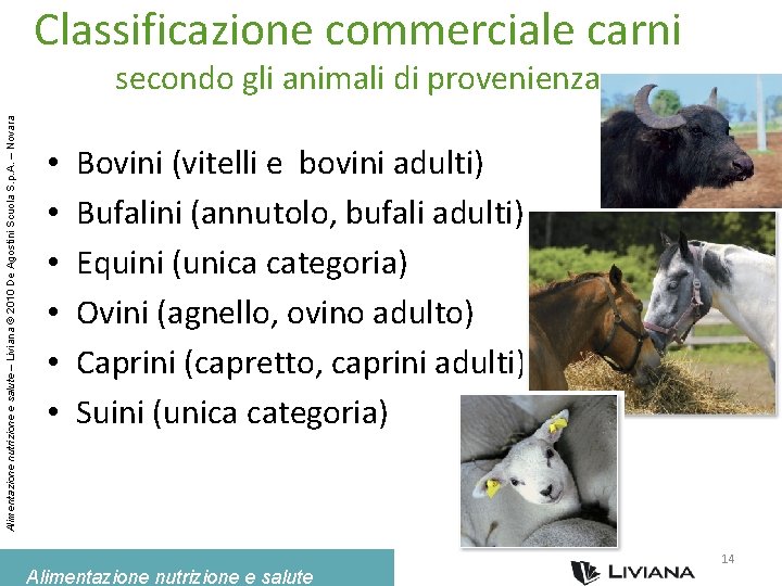 Classificazione commerciale carni Alimentazione nutrizione e salute – Liviana © 2010 De Agostini Scuola