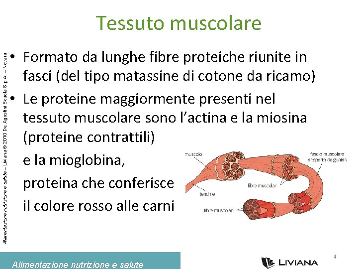 Alimentazione nutrizione e salute – Liviana © 2010 De Agostini Scuola S. p. A.