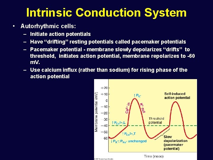 Intrinsic Conduction System • Autorhythmic cells: – Initiate action potentials – Have “drifting” resting