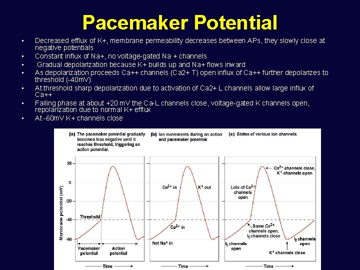 Pacemaker Potential • • Decreased efflux of K+, membrane permeability decreases between APs, they