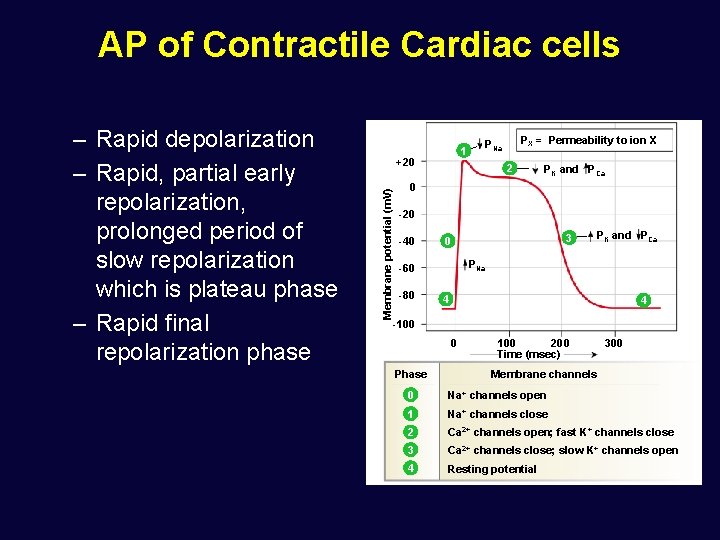 AP of Contractile Cardiac cells PX = Permeability to ion X PNa 1 +20