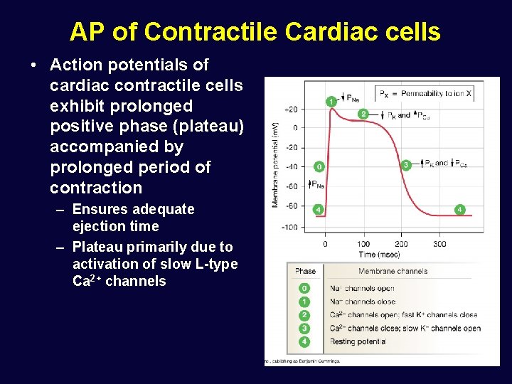 AP of Contractile Cardiac cells • Action potentials of cardiac contractile cells exhibit prolonged