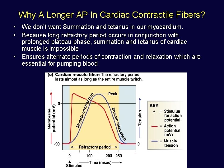 Why A Longer AP In Cardiac Contractile Fibers? • We don’t want Summation and