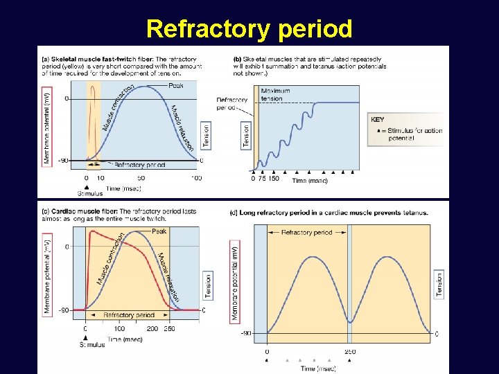 Refractory period 