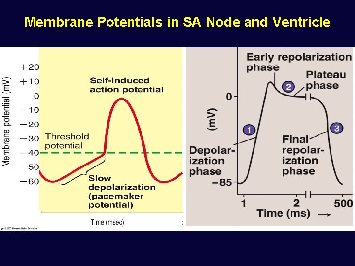 Membrane Potentials in SA Node and Ventricle 