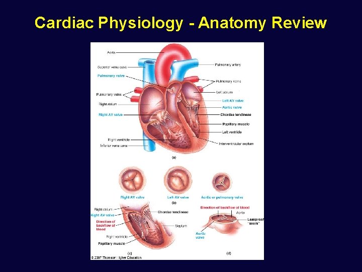 Cardiac Physiology - Anatomy Review 