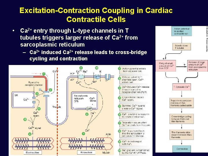 Excitation-Contraction Coupling in Cardiac Contractile Cells • Ca 2+ entry through L-type channels in