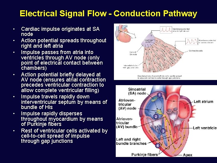 Electrical Signal Flow - Conduction Pathway • • Cardiac impulse originates at SA node