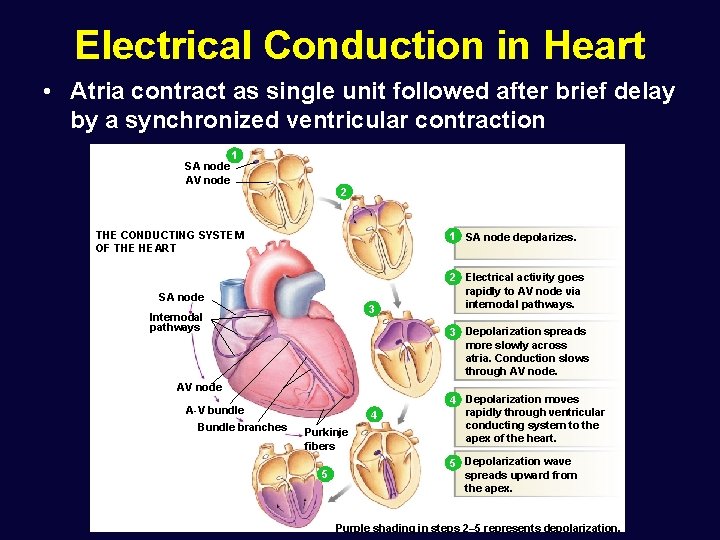 Electrical Conduction in Heart • Atria contract as single unit followed after brief delay