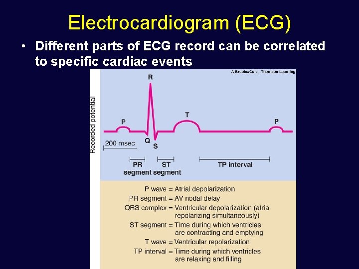 Electrocardiogram (ECG) • Different parts of ECG record can be correlated to specific cardiac