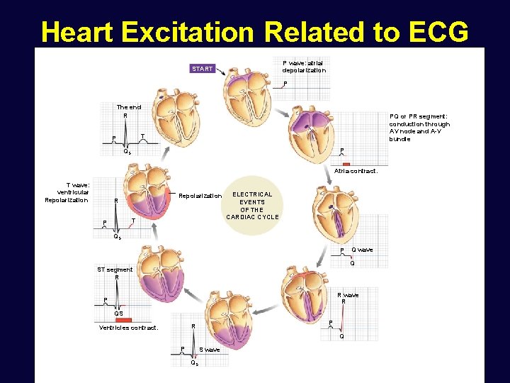 Heart Excitation Related to ECG P wave: atrial depolarization START P The end R