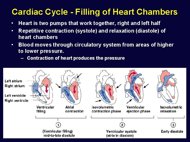 Cardiac Cycle - Filling of Heart Chambers • Heart is two pumps that work