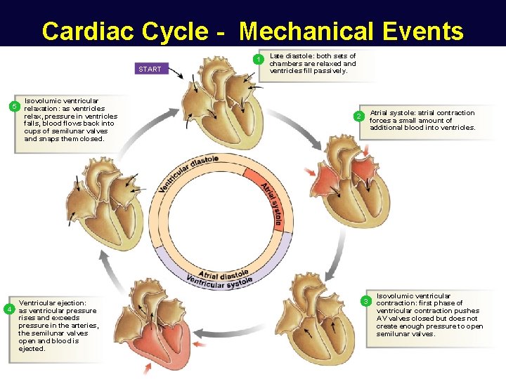 Cardiac Cycle - Mechanical Events 1 START 5 4 Isovolumic ventricular relaxation: as ventricles